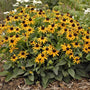 Rudbeckia Black Eyed Susan with golden flowers and green leaves