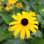 close up of black eyed susan bloom
