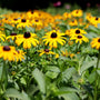Rudbeckia fulgida Goldsturm wildflowers create a dense groundcover