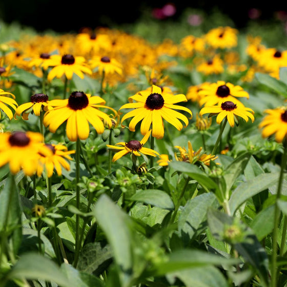 Rudbeckia fulgida Goldsturm wildflowers create a dense groundcover