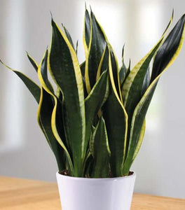 Black Gold Snake Plant