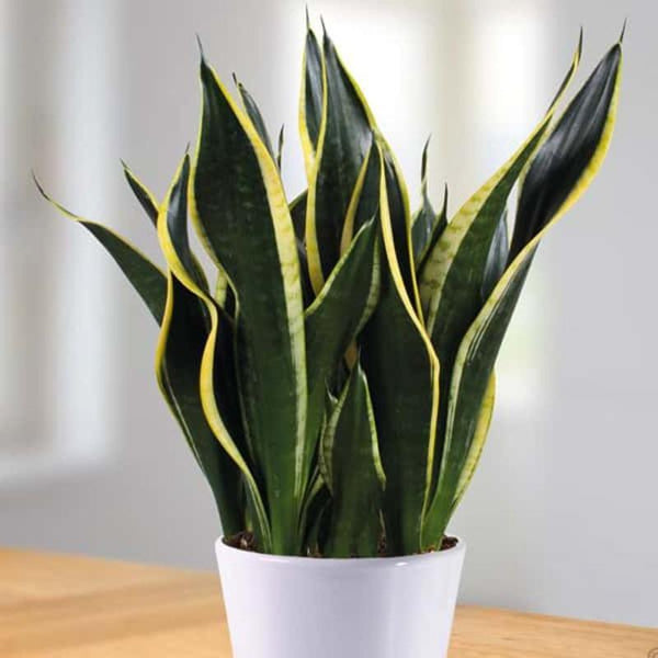 dracaena trifasciata for sale Black GOLD SUPERBA SNAKE PLANT 6in