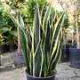 Snake plant Black Gold Sanseveria leaves