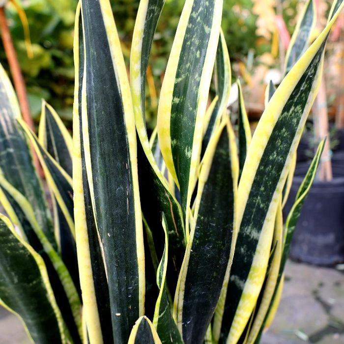 black jaguar sansevieria Black GOLD SUPERBA SNAKE PLANT 6in