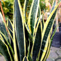 Black Gold Snake Plants gold edged leaves