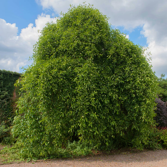 mature black gum tree flourishing with green leaves in springtime