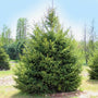 beautiful conifer evergreen tree black hills spruce