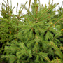 Close-up of the Black Hill Spruce Trees evergreen foliage