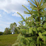 evergreen foliage on black hills spruce