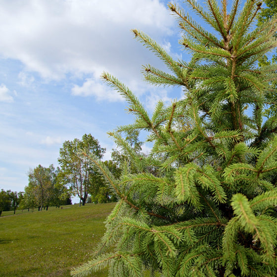 evergreen foliage on black hills spruce