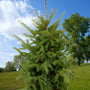 black hills spruce specimen tree