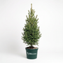 A small evergreen tree in a dark green plastic nursery pot with white 'Garden Goods' branding, photographed against a clean white studio background.
