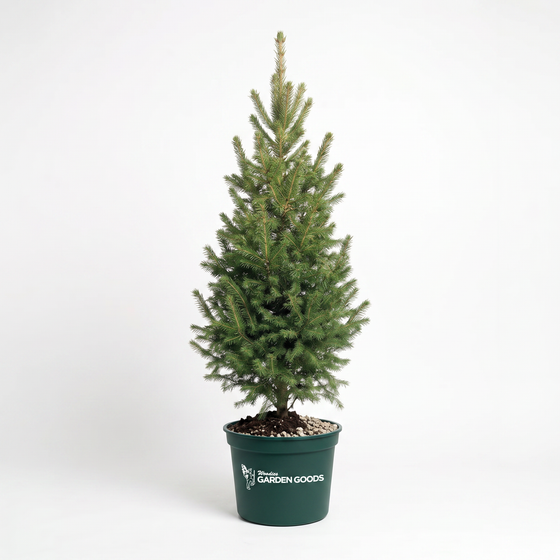 A small evergreen tree in a dark green plastic nursery pot with white 'Garden Goods' branding, photographed against a clean white studio background.
