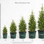 Five potted Black Hills Spruce trees shown in increasing sizes from 1ft to 5-6ft, arranged in a row against a white background with a height measurement scale on the left side. The pots are dark green with the brand name 'GARDEN GOODS' visible on the front.