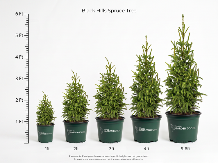 Five potted Black Hills Spruce trees shown in increasing sizes from 1ft to 5-6ft, arranged in a row against a white background with a height measurement scale on the left side. The pots are dark green with the brand name 'GARDEN GOODS' visible on the front.
