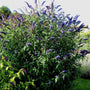 the black knight butterfly bush sold online has purple droopy flowers