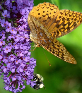 Black Knight Butterfly Bush