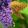 pollinators are attracted to the fragrant flowers of the black knight butterfly bush