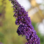 close up of unique blooms on black knight butterfly bush