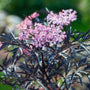 Close-up of the flower of Black Lace Elderberry Shrubs