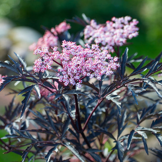 Close-up of the flower of Black Lace Elderberry Shrubs