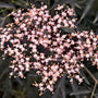 Close-up of the flower of Black Lace Elderberry Shrubs