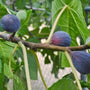 ripe Black Mission Fig fruits