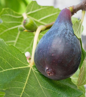 Black Mission Fig Tree