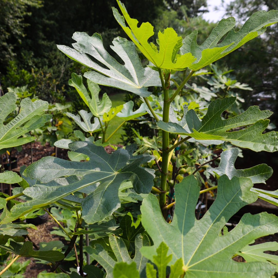 Acfa Mission Tree Black Mission Fig Tree