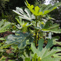 large leaves on hardy mission fig tree