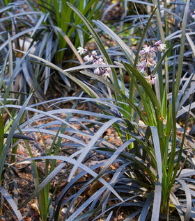 Black Mondo Grass