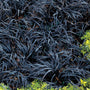 Black Mondo Grass forming dense clumps of deep black foliage along a garden border.