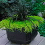 Black Mondo Grass planted in a modern container next to silver and lime-green perennials.