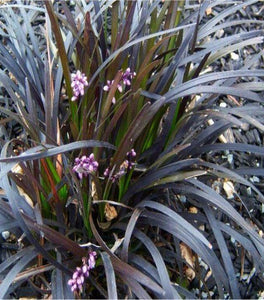 Black Mondo Grass