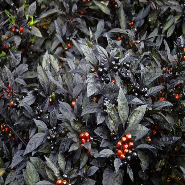 ligustrum black pearl Black Pearl Ornamental Pepper