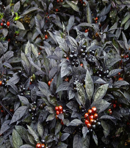 Black Pearl Ornamental Pepper