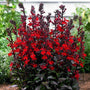 Close-up of Lobelia cardinalis Black Truffle red tubular flowers above dark purple foliage