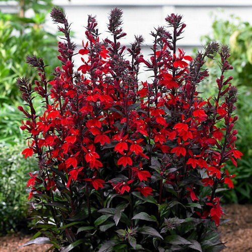 Close-up of Lobelia cardinalis Black Truffle red tubular flowers above dark purple foliage