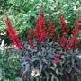 Black Truffle Cardinal Flower blooming in a rain garden with bold red flower spikes