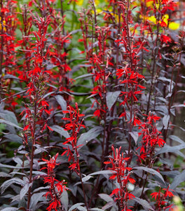 Black Truffle Lobelia