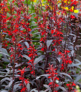 Black Truffle Lobelia