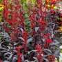 Black Truffle Lobelia with dark chocolate-purple foliage and red cardinal flower spikes blooming in a moist pollinator garden