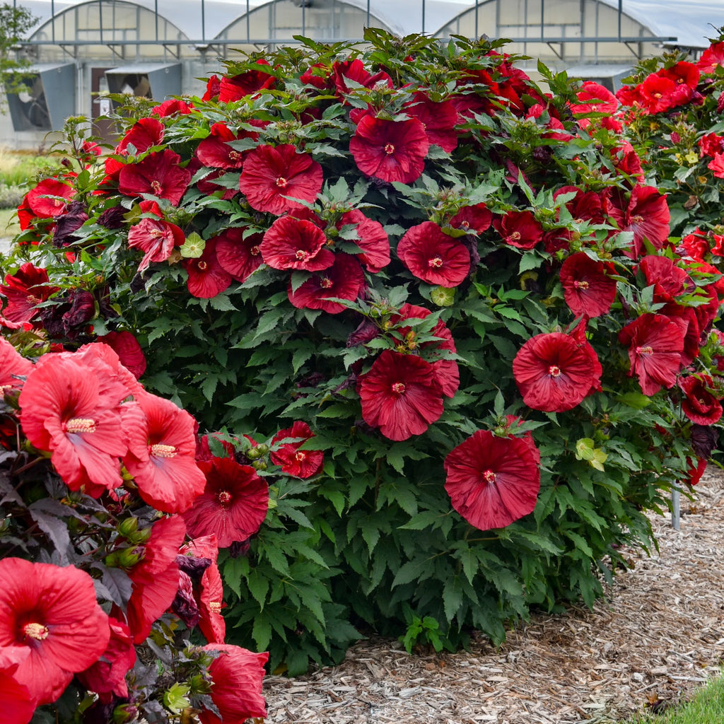 Blackberry Merlot Hibiscus for Sale | Hardy Red Hibiscus