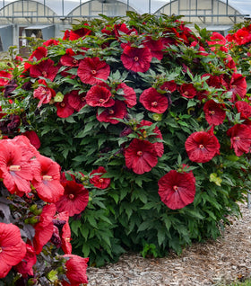 Blackberry Merlot Hardy Hibiscus
