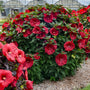 Blackberry Merlot Hardy Hibiscus with huge deep merlot red flowers blooming on an upright perennial plant in full sun