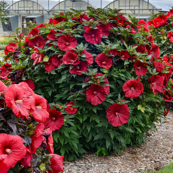 バランローズ Blackberry Merlot Hibiscus for Sale | Hardy Red Hibiscus