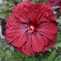 Close-up of Blackberry Merlot Hibiscus deep red flower with ruffled overlapping petals