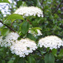 Blackhaw Viburnum shrub in bloom with white flowers and green foliage