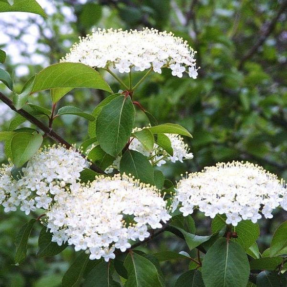 Blackhaw Viburnum shrub in bloom with white flowers and green foliage