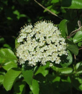 Blackhaw Viburnum